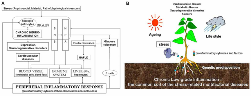 温故而知新专栏 | 译作分享：炎症，与压力有关的疾病的共同途径（下）
