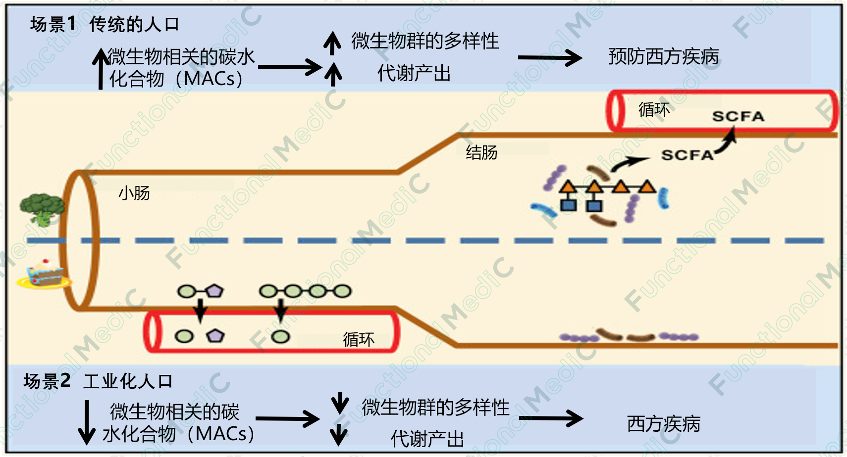 温故而知新专栏 | 肠道菌群与饮食、功能性营养素的交叉作用