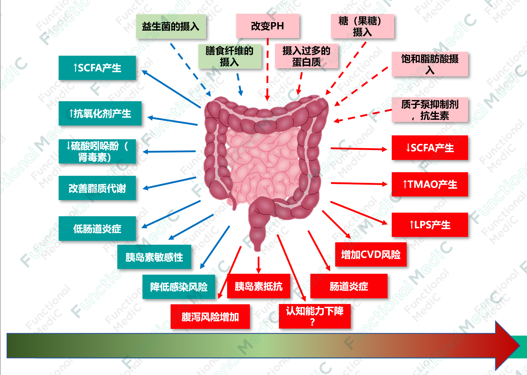 温故而知新专栏 | 肠道菌群与功能医学七大生理失衡