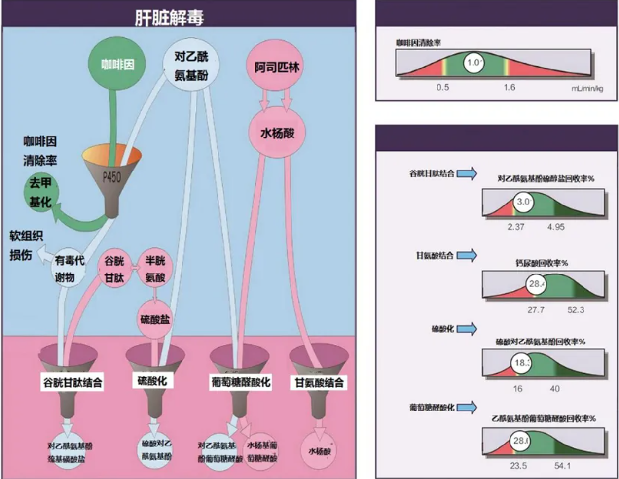 温故而知新专栏 | 解毒与生物转化失衡篇《机体毒素与肝脏解毒功能评估及相关功能医学辅助干预》