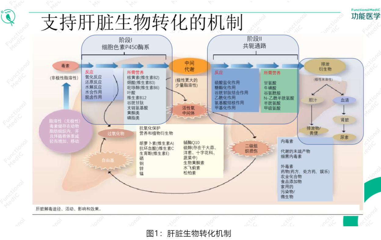 温故而知新专栏 | 解毒与生物转化失衡篇《排毒饮食》