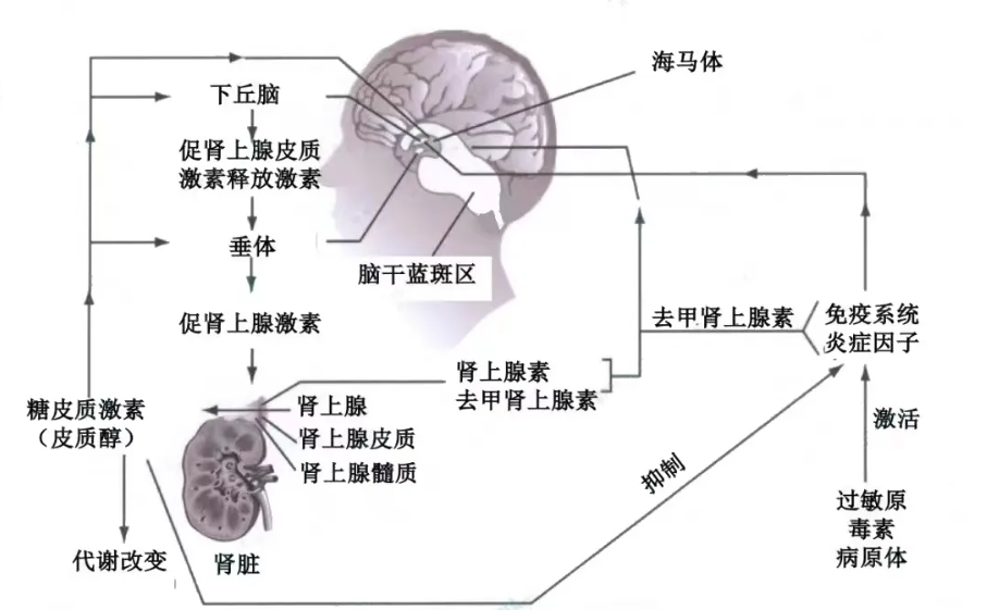温故而知新专栏 | 压力应激-焦虑抑郁-失眠“三步曲”--功能医学辅助干预压力应激引发的生理失衡