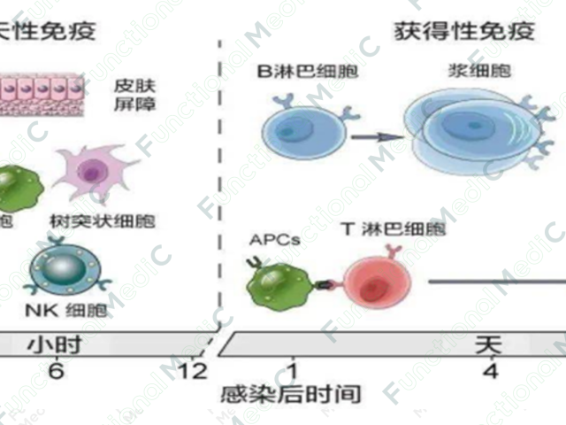 温故而知新专栏 | 功能医学前沿探讨：功能医学干预联合免疫细胞治疗多系统慢性疾病（下）