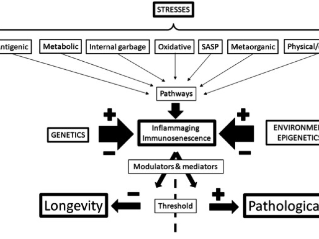 温故而知新专栏｜免疫衰老与炎症诞生