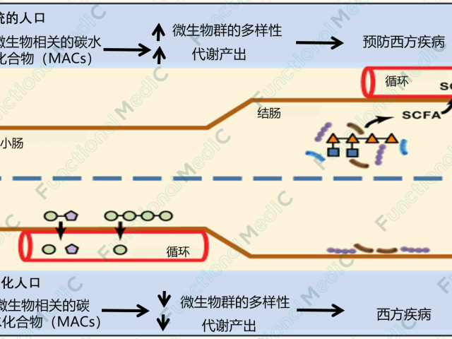 温故而知新专栏 | 肠道菌群与饮食、功能性营养素的交叉作用
