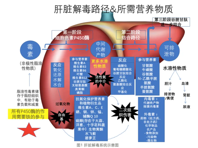 温故而知新专栏 | 解毒与生物转化失衡篇《机体毒素的来源和解毒系统》