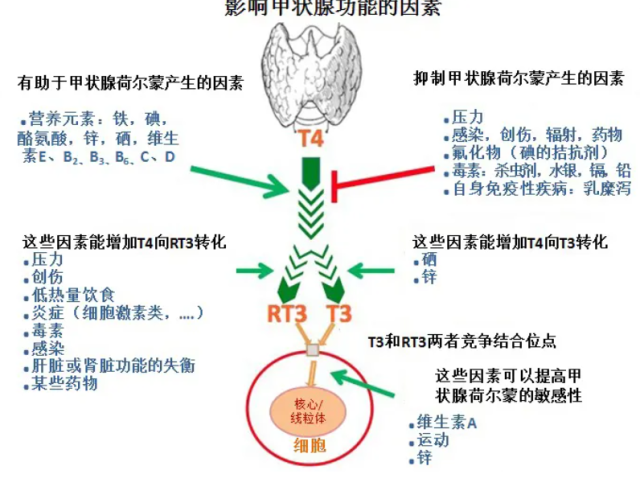 温故而知新专栏 | 功能医学个性化解决方案之桥本氏甲状腺炎案例分析