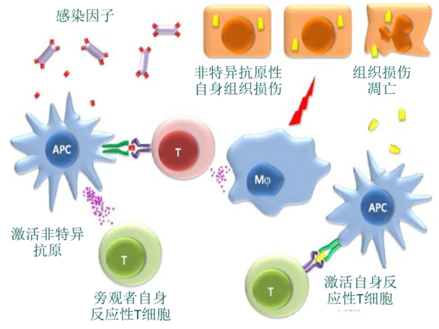 温故而知新专栏 | 桥本甲状腺炎的功能医学干预案例