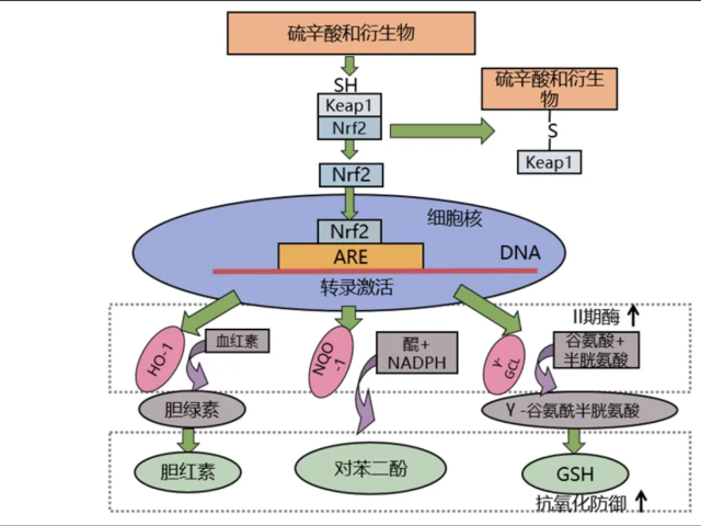 温故而知新专栏 | 功能医学七大生理平衡之能量平衡--线粒体功能与能量代谢（下）
