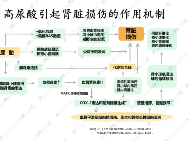 温故而知新专栏 | 高尿酸血症的功能医学干预